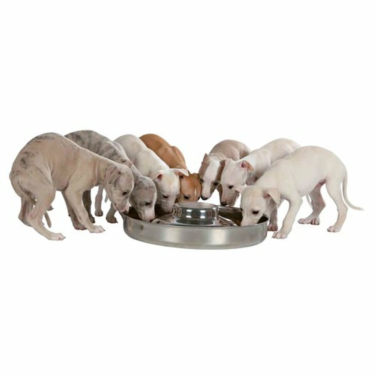 Trixie Futternapf Für Hunde Trixie Junior Edelstahl Ø 38 Cm 4 L