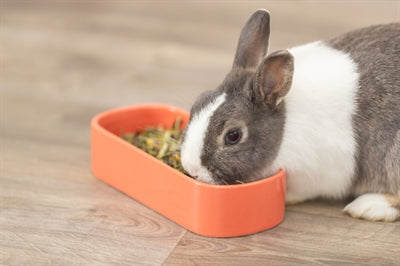 Trixie Futter-/Trinkschale Oval Keramik Sortiert