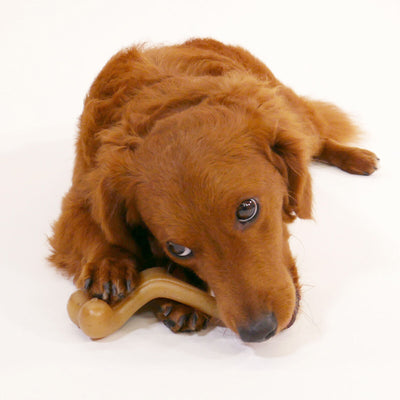 Nylabone Hundespielzeug Nylabone Huhn 20 Creme Tiere