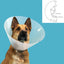 Kvp Hunde-Halskrause Kvp Quick Fit Durchsichtig (63-78 Cm)