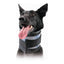 Kvp Halskrause Für Hunde Kvp Schwarz (6-28 Cm)