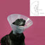 Kvp Hunde-Halskrause Kvp Betsy Durchsichtig (63-78 Cm)