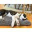 Dog Gone Smart Hundebett Dog Gone Smart 58 X 91 Cm Grau