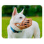 Company Of Animals Maulkorb Company Of Animals Braun 4