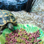 Happy Pet Glückliche Haustierkrippe Grün Blatt Grün