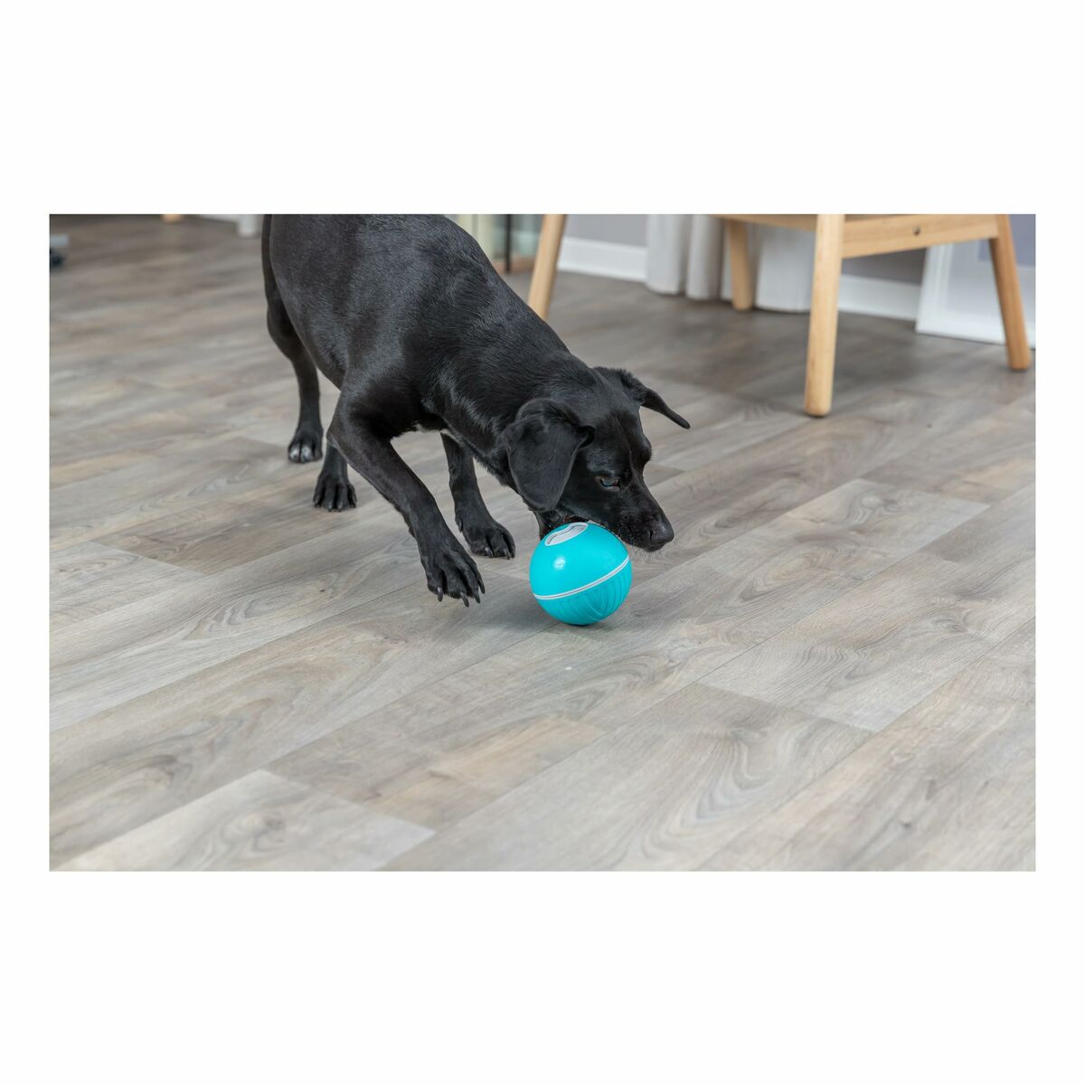 Trixie Hundespielzeug Trixie Blau Kautschuk Kunststoff Tpr Ø 7,5 Cm Snacks