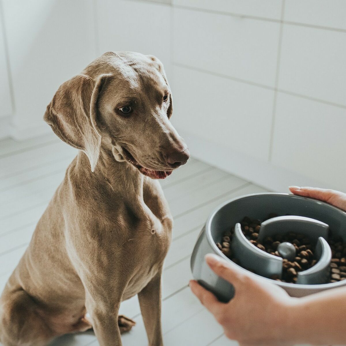 Hunter Futternapf Für Hunde Hunter Melamine 550 Ml