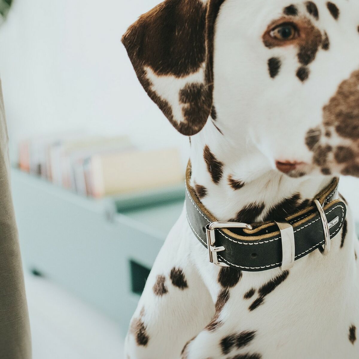 Hunter Hundehalsband Hunter Aalborg Schwarz (20-24 Cm)