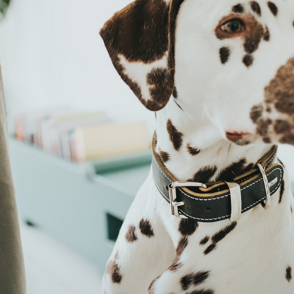 Hunter Hundehalsband Hunter Aalborg Schwarz (40-48 Cm)