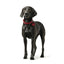 Hunter Hundehalsband Hunter Aalborg Rot L 45-55 Cm