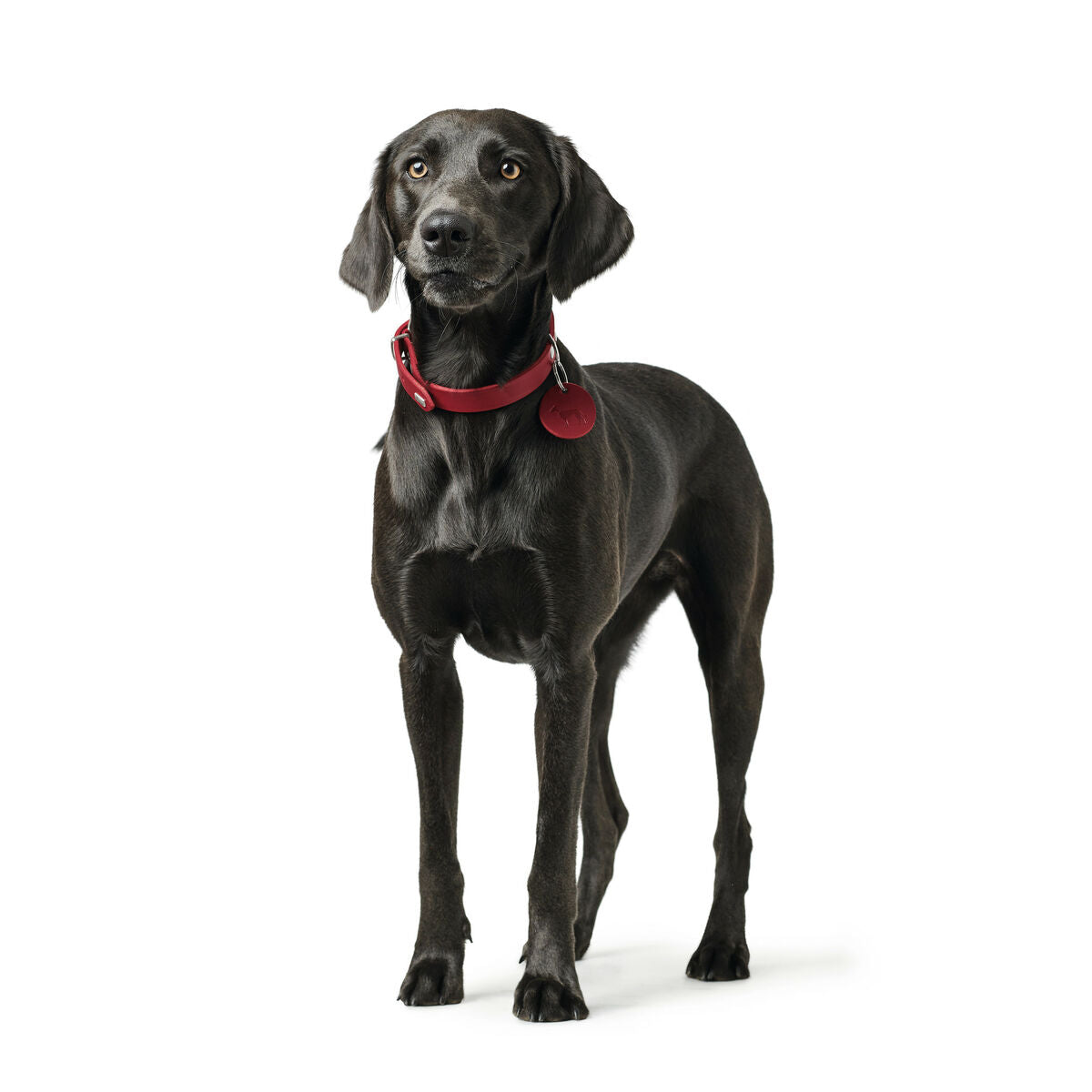 Hunter Hundehalsband Hunter Aalborg Rot L 45-55 Cm
