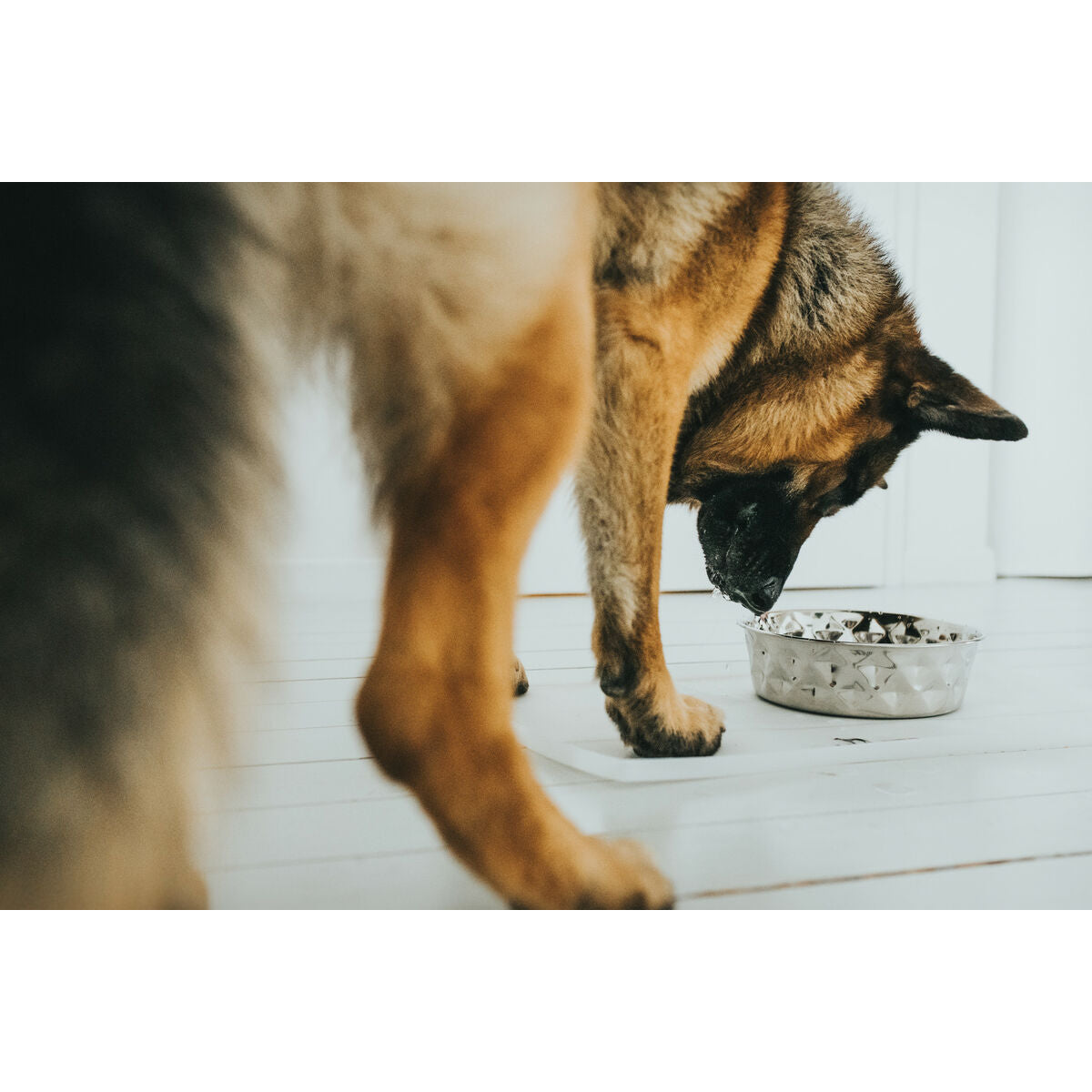 Hunter Futternapf Für Hunde Hunter Silikon Edelstahl 4,1 L