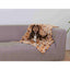 Trixie Decke Für Haustiere Trixie Laslo Beige 100 × 70 Cm