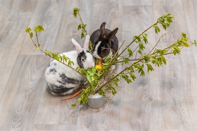 Trixie Keramik/Holz Grau