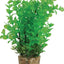 Zolux Ornament Pastic Pflanze Auf Steinen Neutral Sortiert