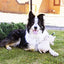 Rosewood Pippa Party Bär