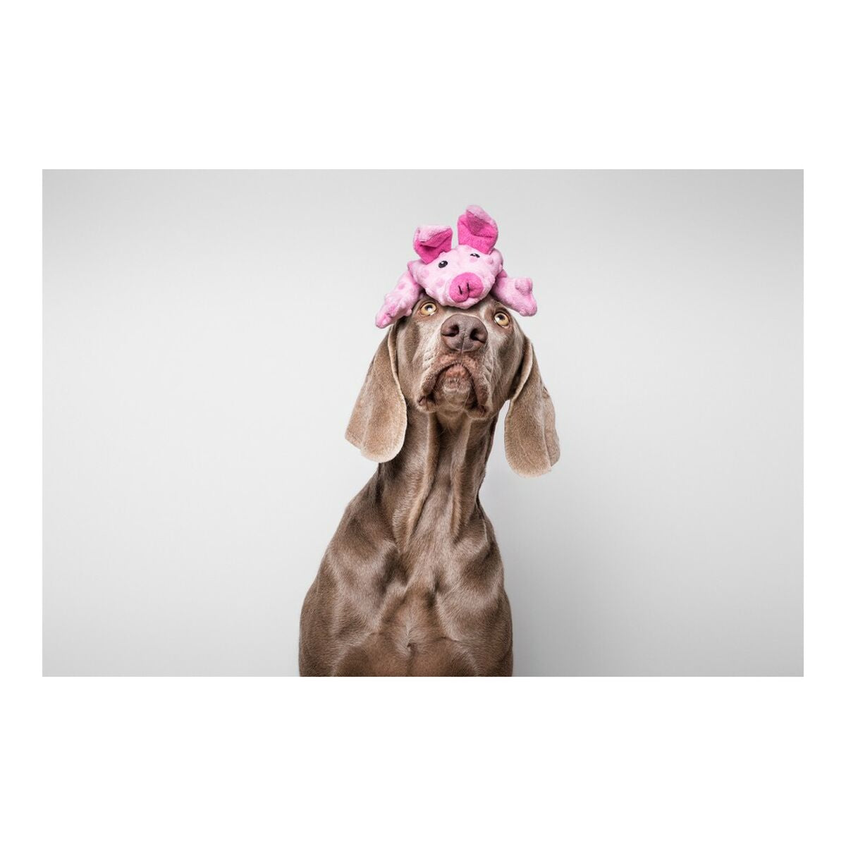 Gloria Hundespielzeug Gloria Dogmonsters Rosa Schwein 34 X 9 Cm