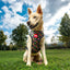 Marvel Hundegeschirr Marvel M/L