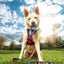 Dc Pets Hundegeschirr Dc Pets